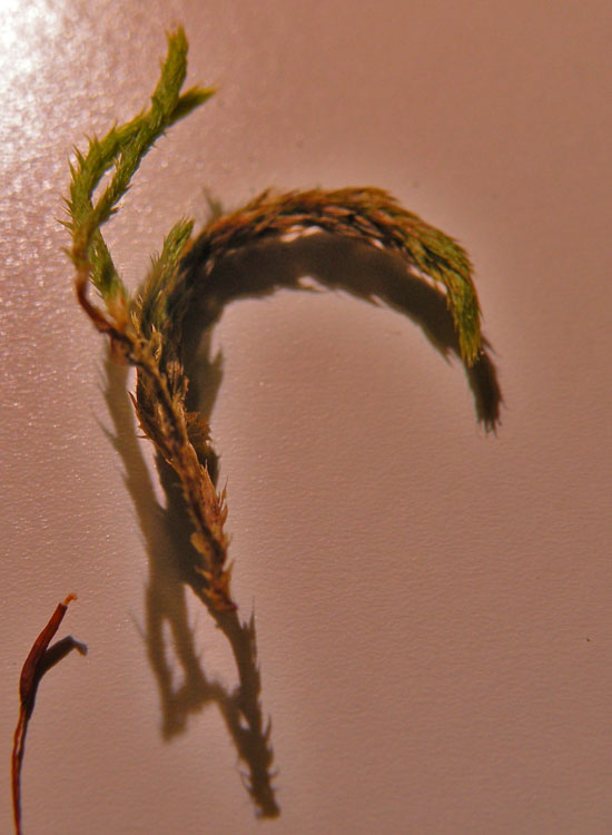 Muschio su salice - Leucodon sciuroides